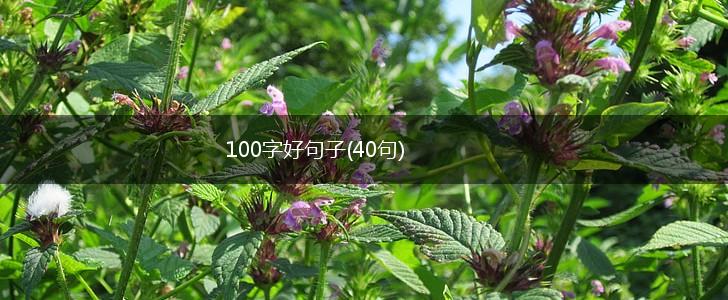 100字好句子(40句),第1张
