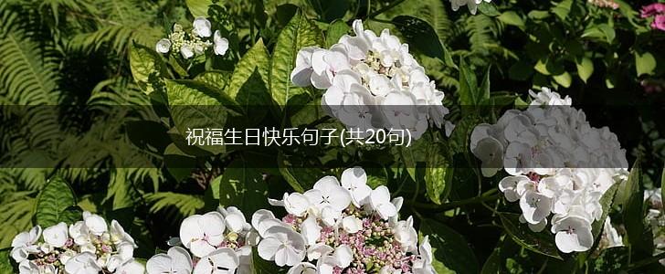 祝福生日快乐句子(共20句),第1张