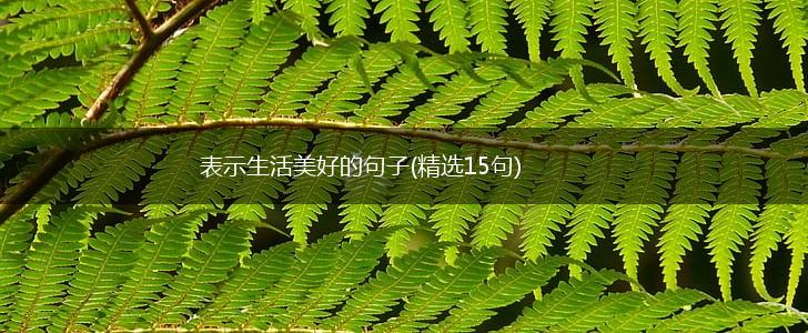 表示生活美好的句子(精选15句),第1张