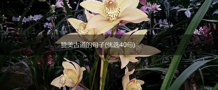 赞美古道的句子(优选40句),第1张