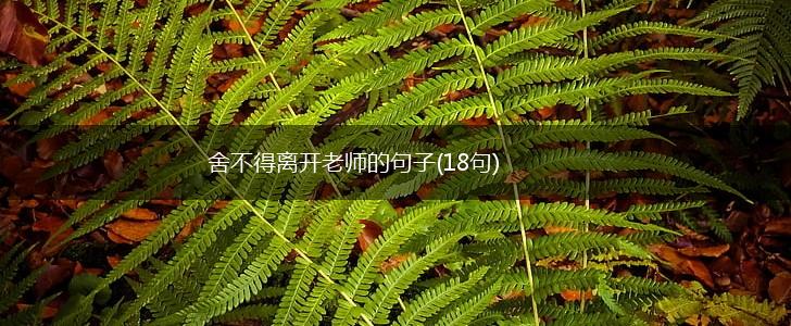 舍不得离开老师的句子(18句),第1张