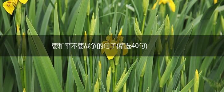 要和平不要战争的句子(精选40句),第1张