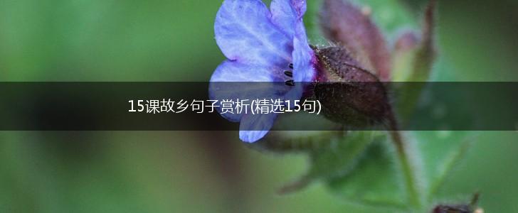 15课故乡句子赏析(精选15句),第1张