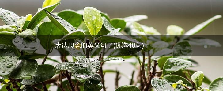 表达思念的英文句子(优选40句),第1张
