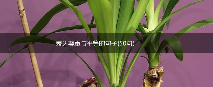 表达尊重与平等的句子(50句),第1张