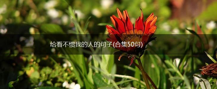 给看不惯我的人的句子(合集50句),第1张