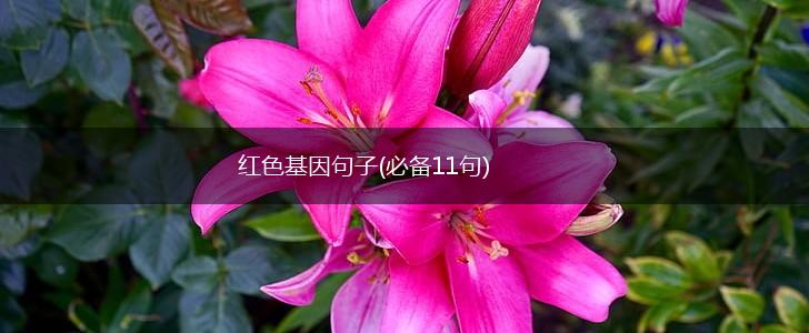 红色基因句子(必备11句),第1张