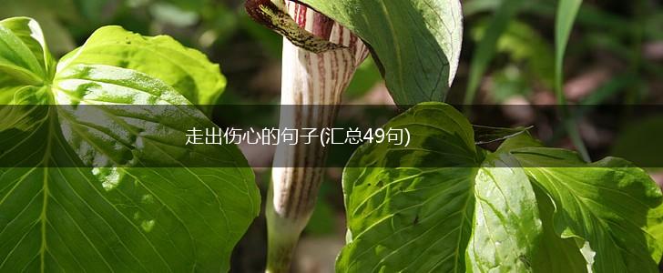 走出伤心的句子(汇总49句),第1张