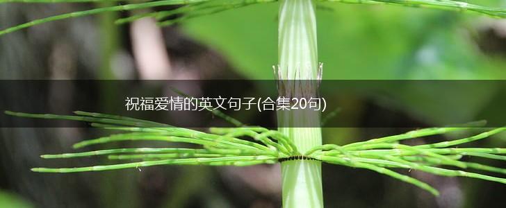 祝福爱情的英文句子(合集20句),第1张