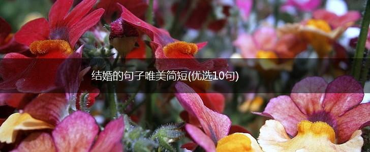 结婚的句子唯美简短(优选10句),第1张