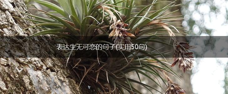 表达生无可恋的句子(实用50句),第1张