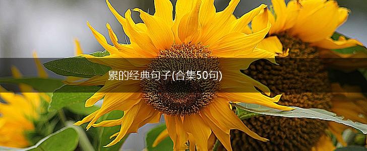 累的经典句子(合集50句),第1张