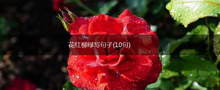 花红柳绿写句子(10句),第1张