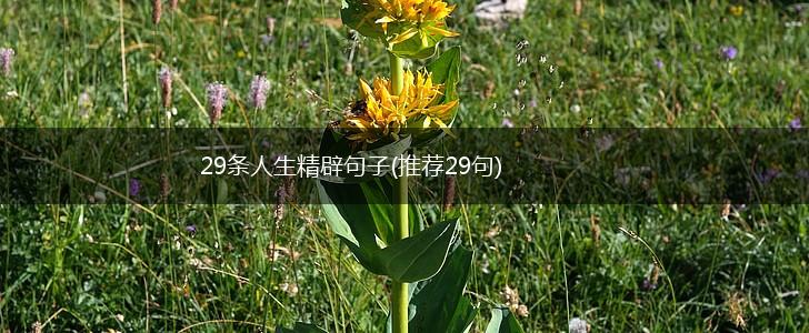 29条人生精辟句子(推荐29句),第1张
