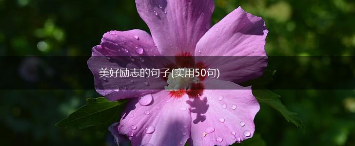 美好励志的句子(实用50句),第1张