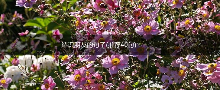 结识朋友的句子(推荐40句),第1张