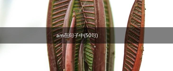 am在句子中(50句),第1张