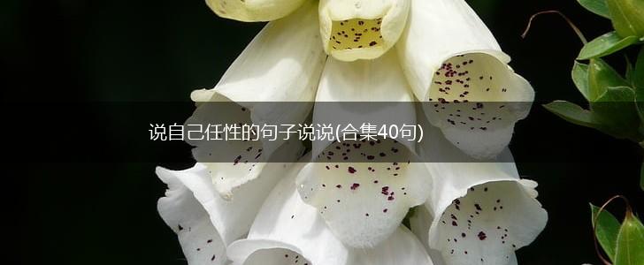 说自己任性的句子说说(合集40句),第1张