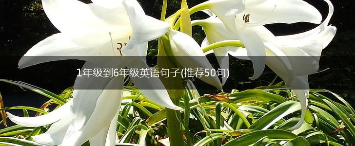 1年级到6年级英语句子(推荐50句),第1张