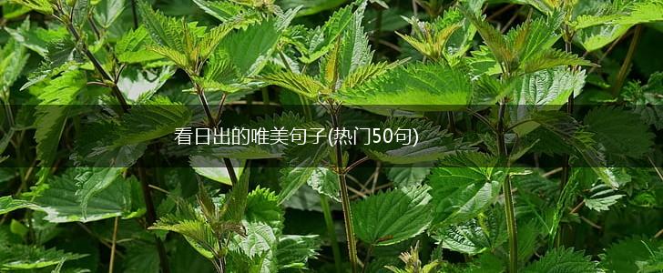 看日出的唯美句子(热门50句),第1张