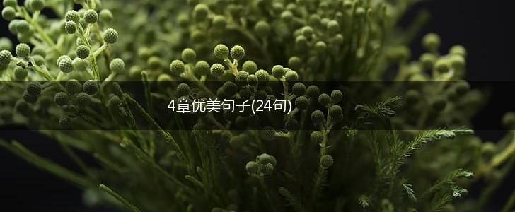 4章优美句子(24句),第1张