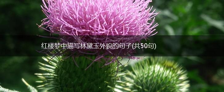 红楼梦中描写林黛玉外貌的句子(共50句),第1张