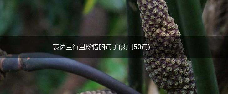 表达且行且珍惜的句子(热门50句),第1张