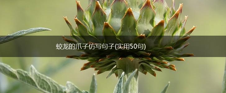 蛟龙的爪子仿写句子(实用50句),第1张