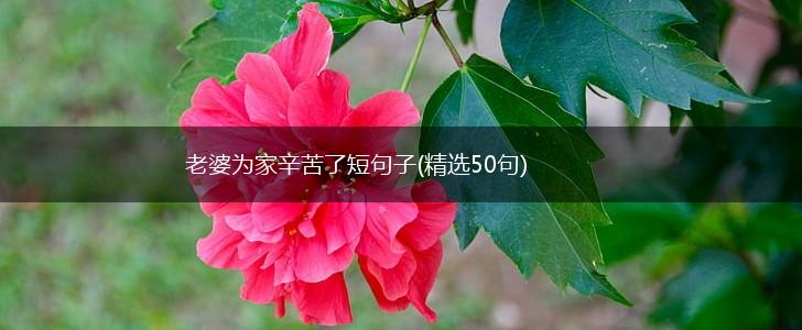 老婆为家辛苦了短句子(精选50句),第1张