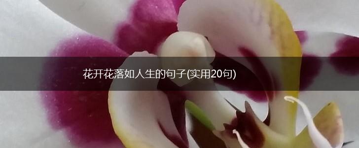 花开花落如人生的句子(实用20句),第1张