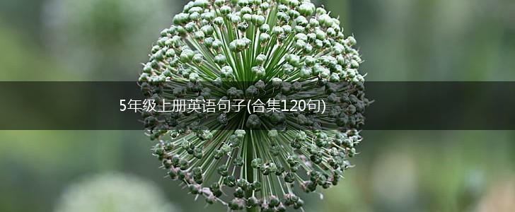 5年级上册英语句子(合集120句),第1张