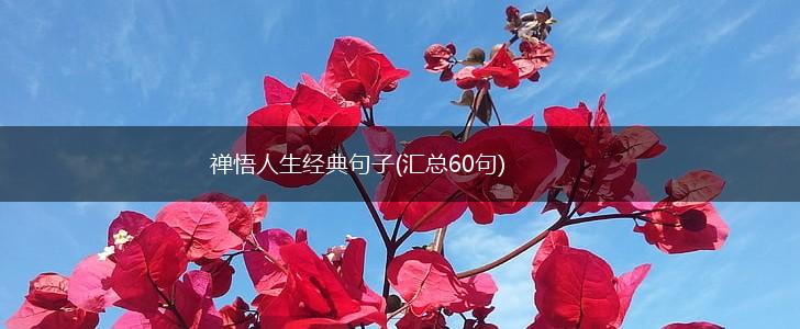 禅悟人生经典句子(汇总60句),第1张