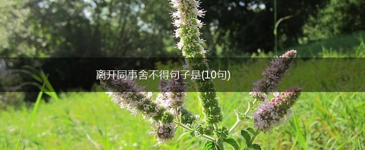 离开同事舍不得句子是(10句),第1张