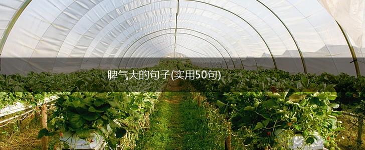 脾气大的句子(实用50句),第1张