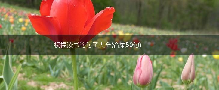 祝福读书的句子大全(合集50句),第1张