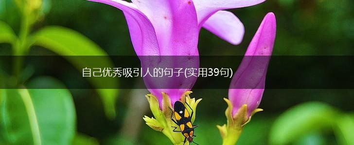自己优秀吸引人的句子(实用39句),第1张