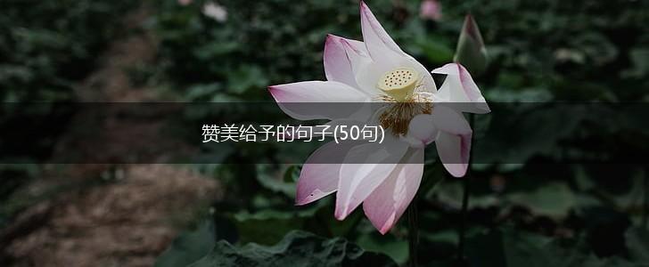 赞美给予的句子(50句),第1张