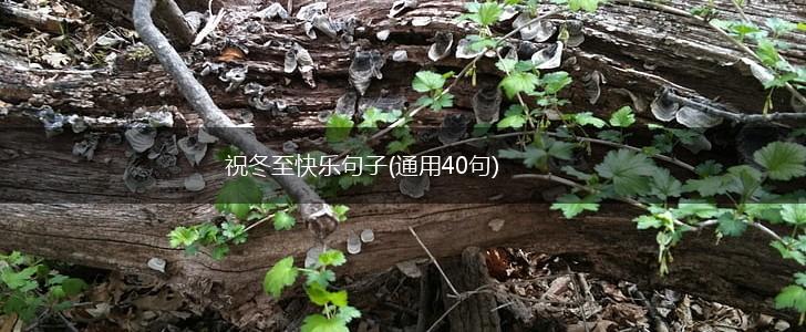 祝冬至快乐句子(通用40句),第1张