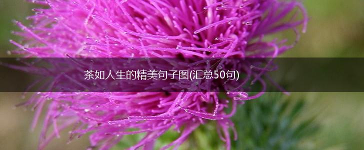 茶如人生的精美句子图(汇总50句),第1张