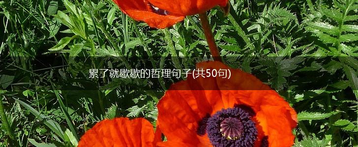 累了就歇歇的哲理句子(共50句),第1张
