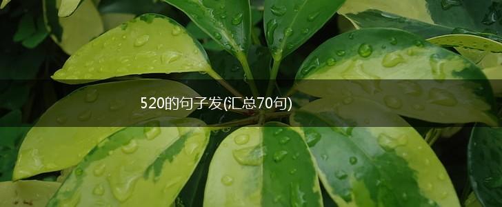 520的句子发(汇总70句),第1张