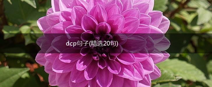 dcp句子(精选20句),第1张