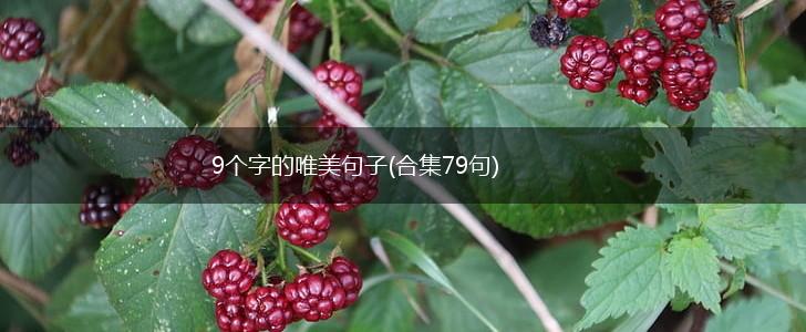 9个字的唯美句子(合集79句),第1张