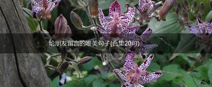 给朋友留言的唯美句子(合集20句),第1张