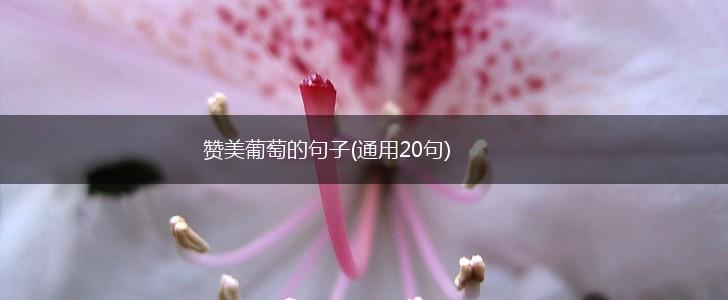 赞美葡萄的句子(通用20句),第1张