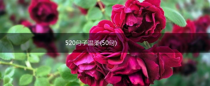 520句子温柔(50句),第1张