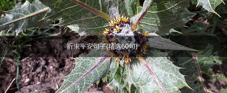 祈求平安句子(精选60句),第1张
