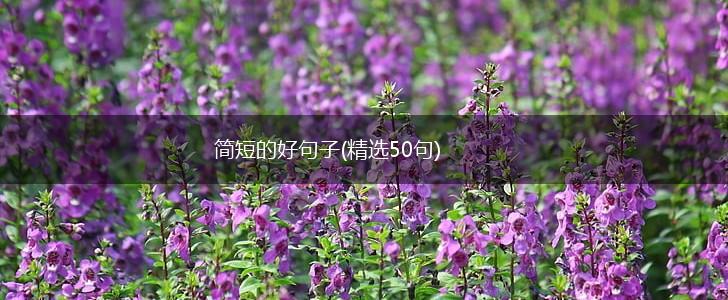 简短的好句子(精选50句),第1张