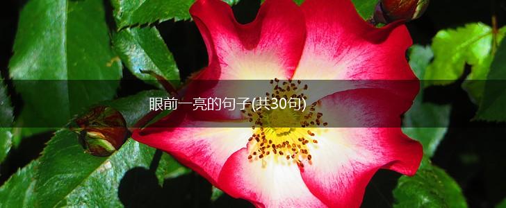 眼前一亮的句子(共30句),第1张
