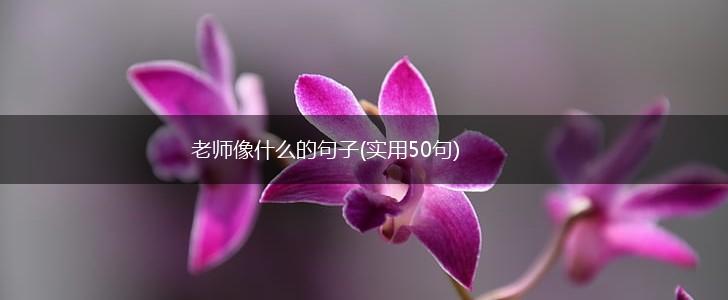 老师像什么的句子(实用50句),第1张